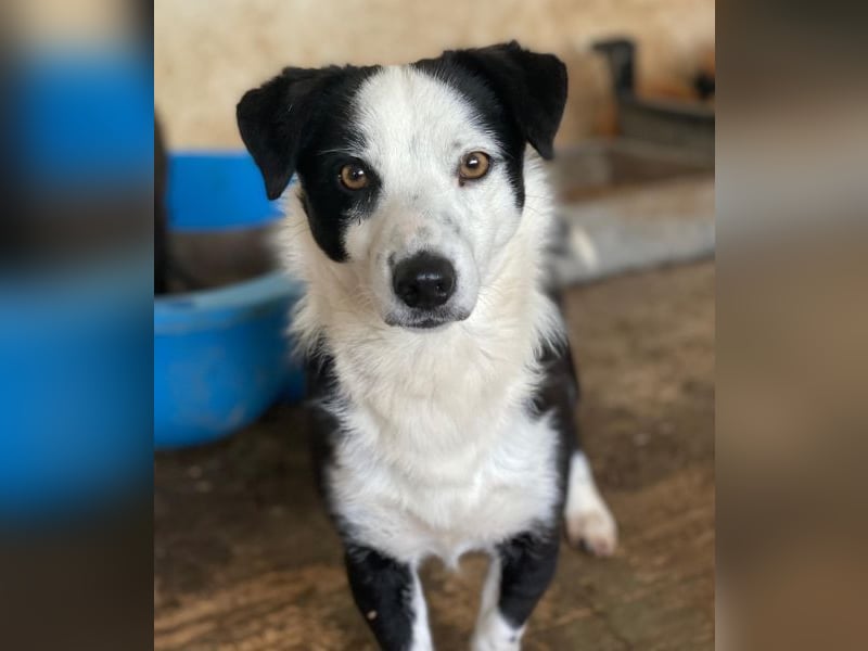 Coby, geb. ca. 04/2023, lebt in GRIECHENLAND, auf einer privaten Pflegestelle