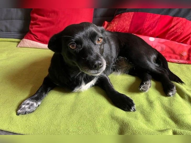 kleine, süße GLINDA sucht Kuschelpartner