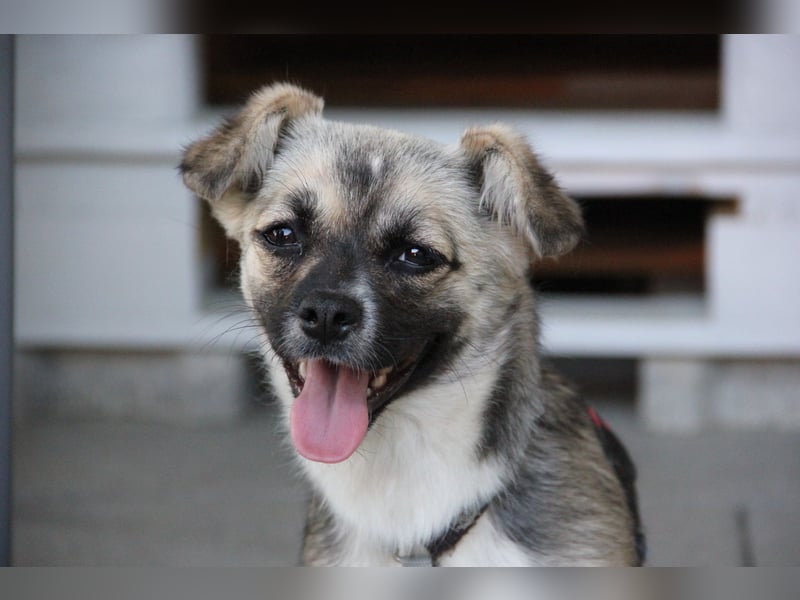 Pinja sucht ein Zuhause