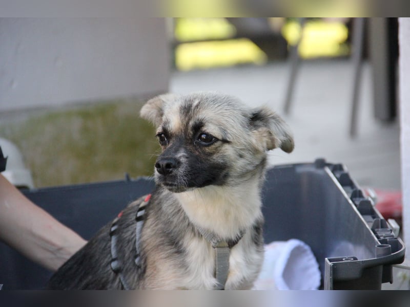 Pinja sucht ein Zuhause