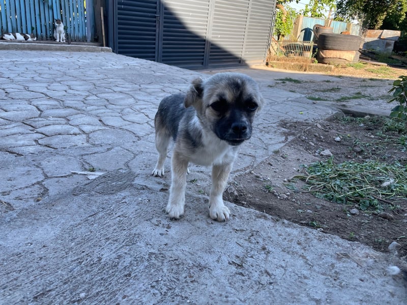 Pinja sucht ein Zuhause