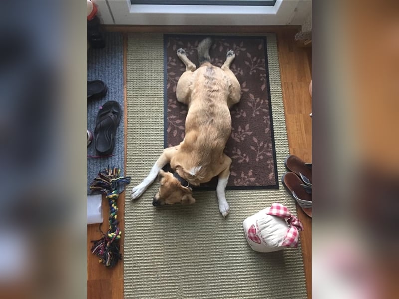 Charly in 67105 Schifferstadt sucht seine Familie