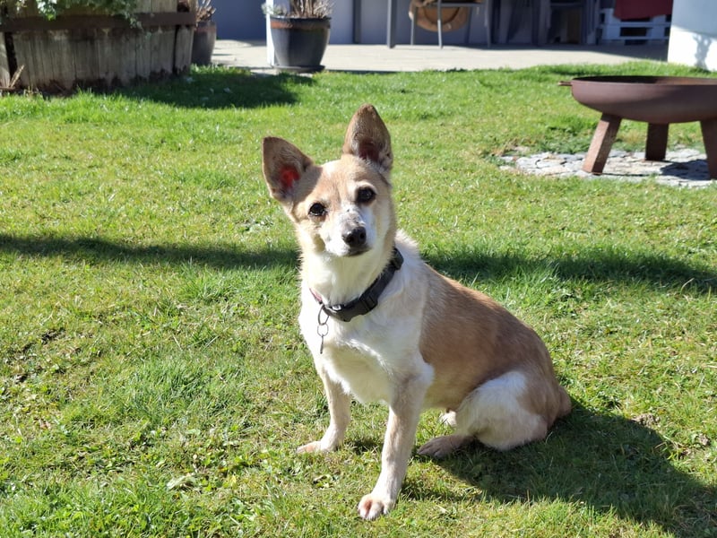 Piccolina sucht ein Zuhause