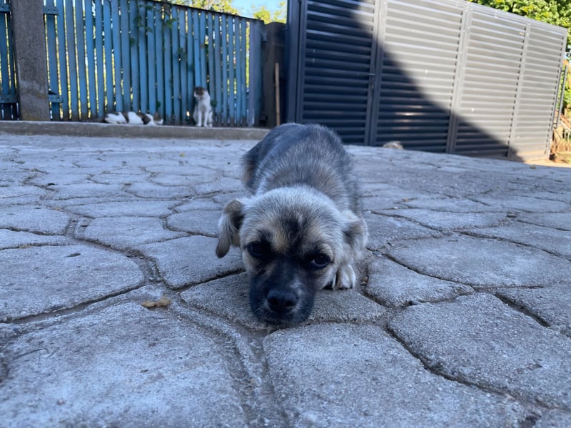 Pinja sucht ein Zuhause