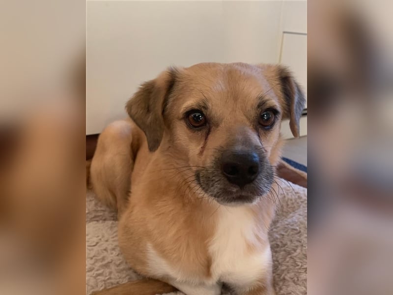 Charly in 67105 Schifferstadt sucht seine Familie