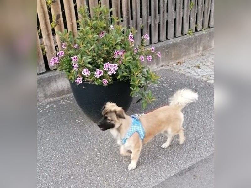 Kleiner Benny sucht neues Zuhause - sein Herrchen ist schwer krank