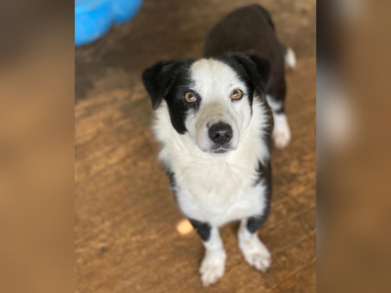 Coby, geb. ca. 04/2023, lebt in GRIECHENLAND, auf einer privaten Pflegestelle