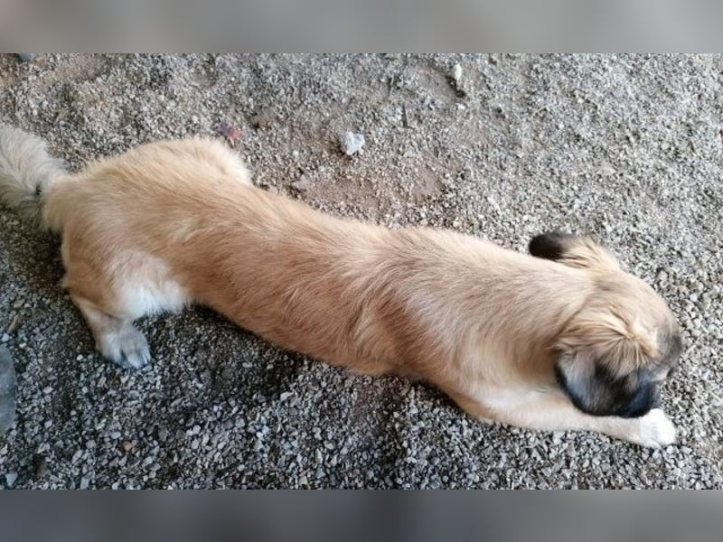 Kleiner Benny sucht neues Zuhause - sein Herrchen ist schwer krank