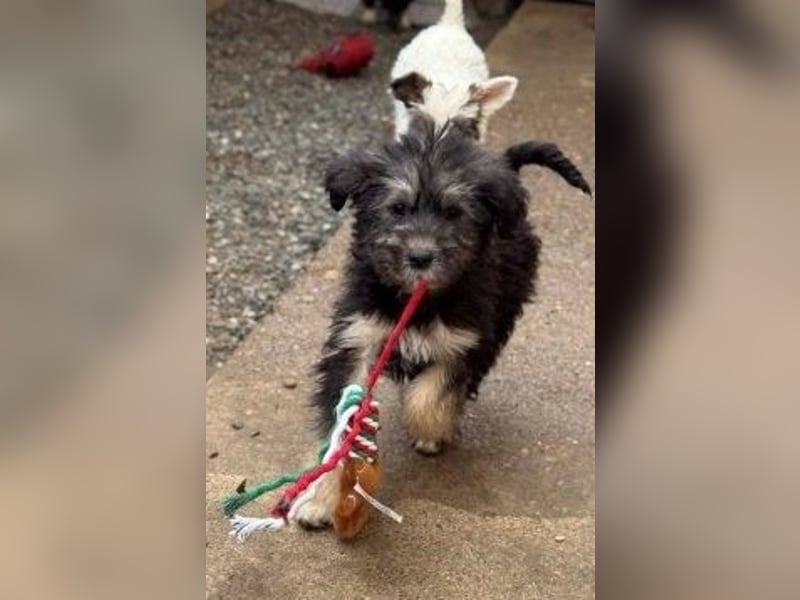 Tierschutz: Über Little Jonny – flauschiges Hundekind sucht Zuhause