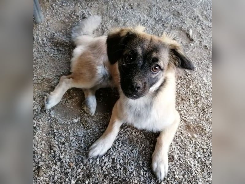 Kleiner Benny sucht neues Zuhause - sein Herrchen ist schwer krank