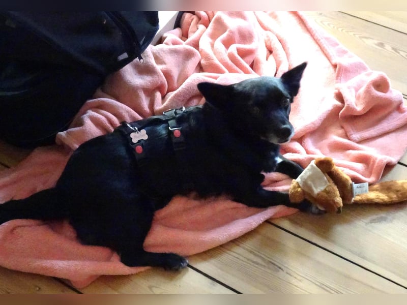 kleine, süße GLINDA sucht Kuschelpartner