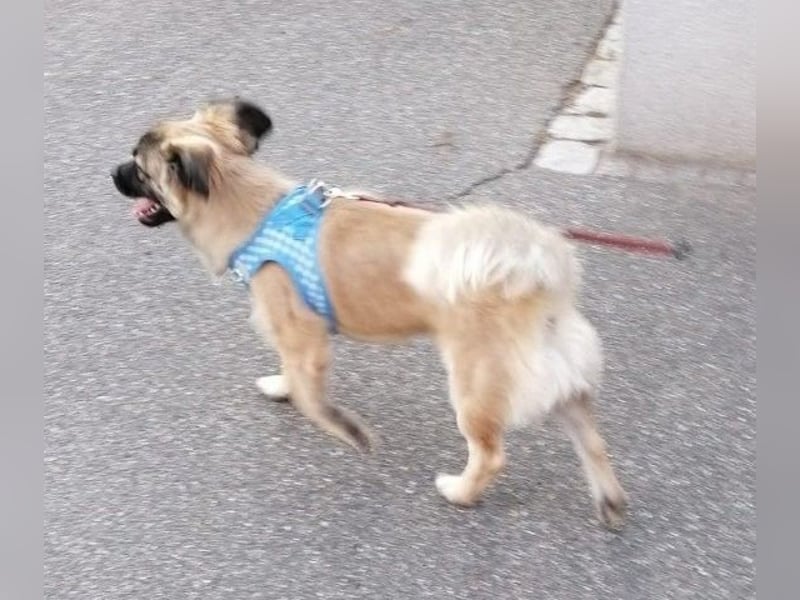 Kleiner Benny sucht neues Zuhause - sein Herrchen ist schwer krank