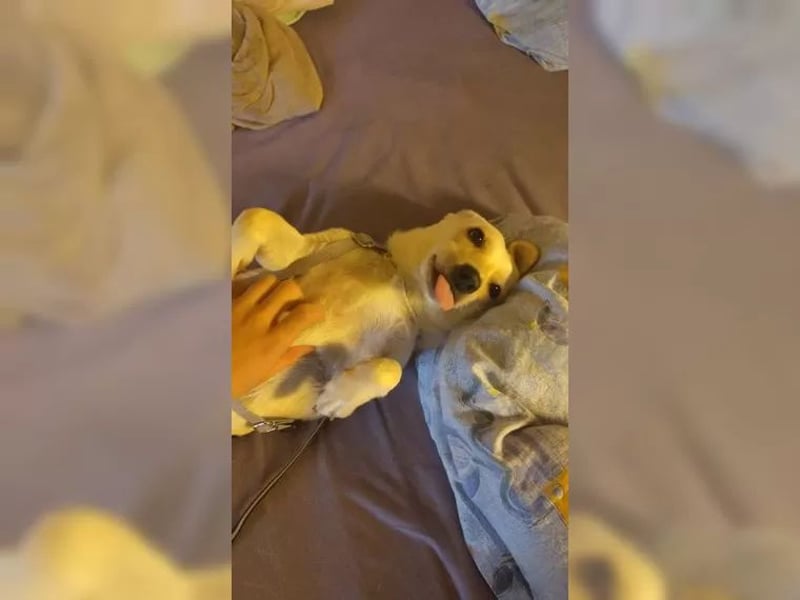 Minimann Eddi sucht seine Menschen