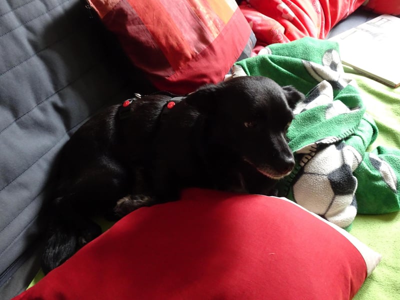 kleine, süße GLINDA sucht Kuschelpartner