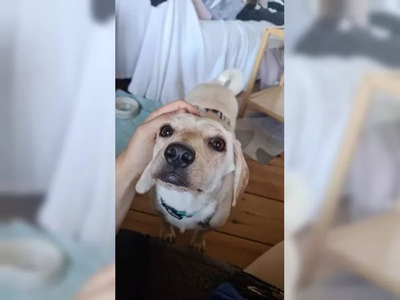 Minimann Eddi sucht seine Menschen