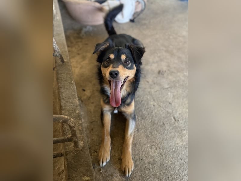 Dio, geb. ca. 01/2025, lebt in GRIECHENLAND, auf einer privaten Pflegestelle