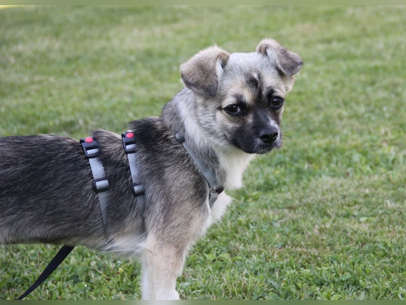 Pinja sucht ein Zuhause