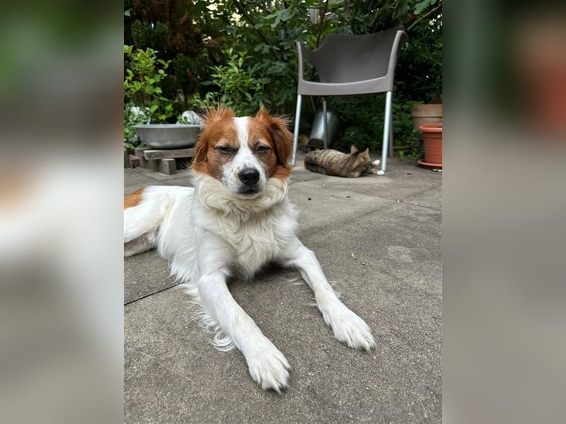 Simba - Trennungsopfer - braucht schnell neues Zuhause