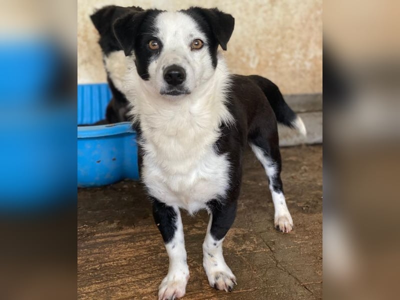 Coby, geb. ca. 04/2023, lebt in GRIECHENLAND, auf einer privaten Pflegestelle