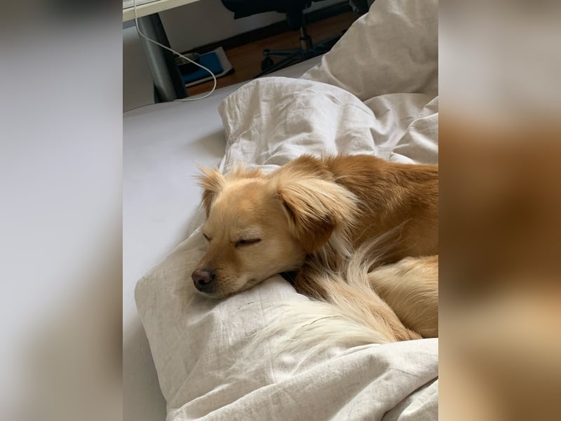 Kleiner Rüde MIO sucht ruhiges Zuhause!