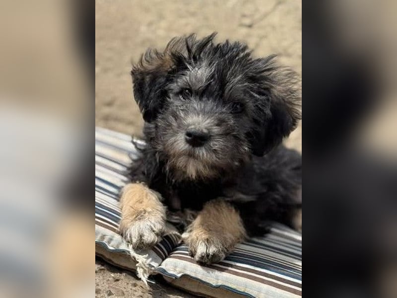 Tierschutz: Über Little Jonny – flauschiges Hundekind sucht Zuhause