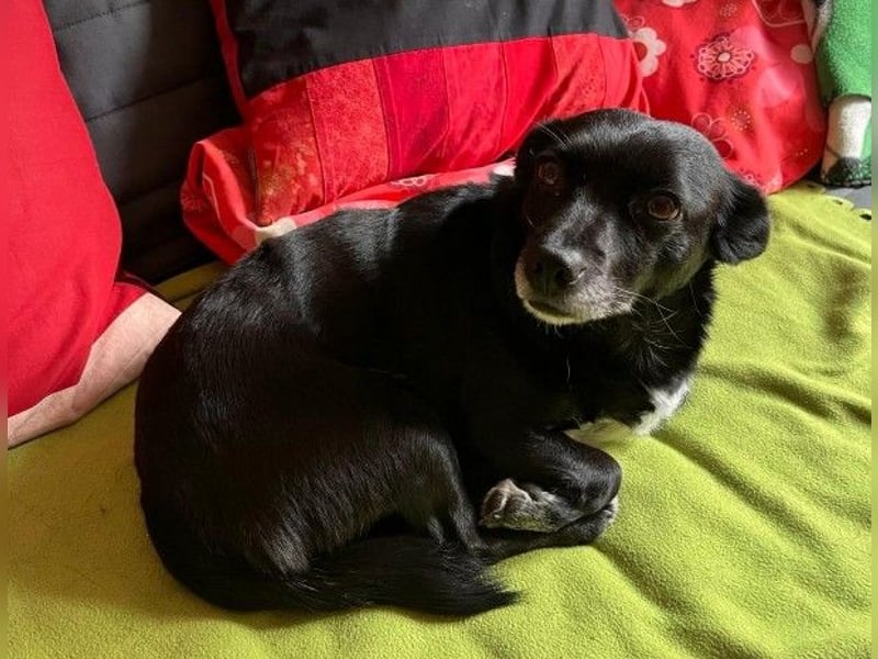 kleine, süße GLINDA sucht Kuschelpartner