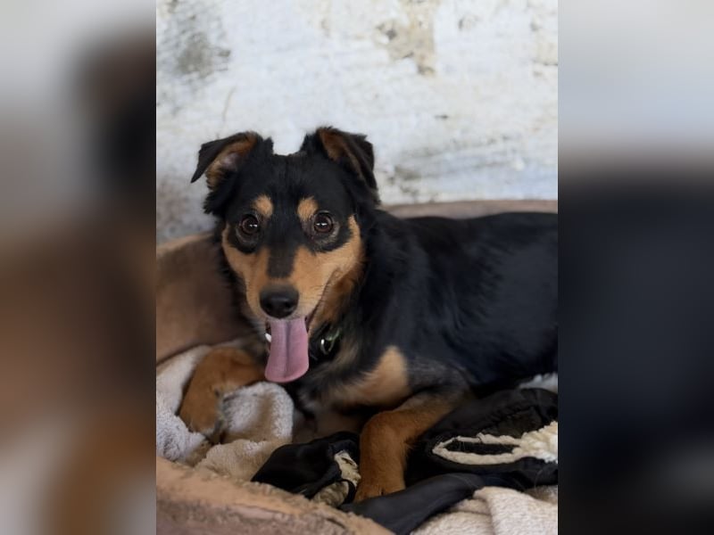 Dio, geb. ca. 01/2025, lebt in GRIECHENLAND, auf einer privaten Pflegestelle