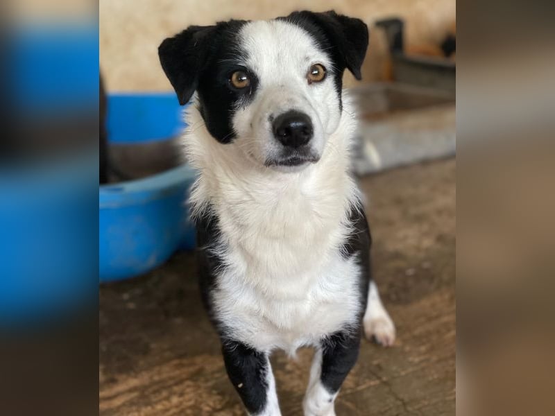 Coby, geb. ca. 04/2023, lebt in GRIECHENLAND, auf einer privaten Pflegestelle