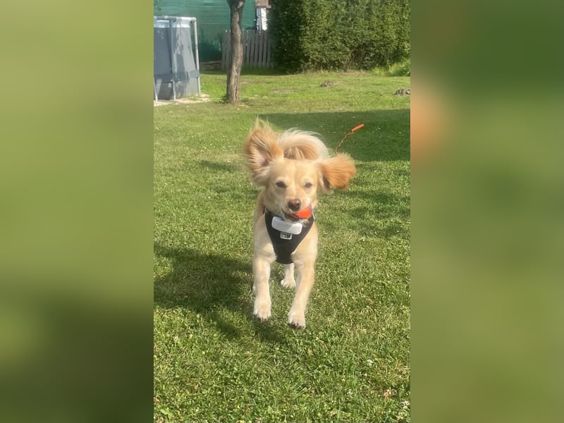 Kleiner Rüde MIO sucht ruhiges Zuhause!