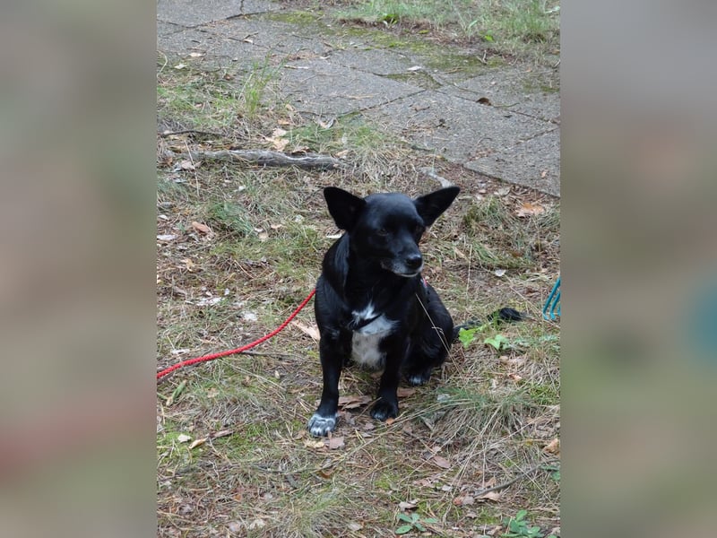kleine, süße GLINDA sucht Kuschelpartner