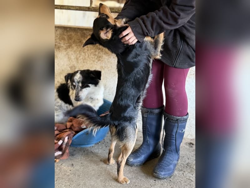 Dio, geb. ca. 01/2025, lebt in GRIECHENLAND, auf einer privaten Pflegestelle