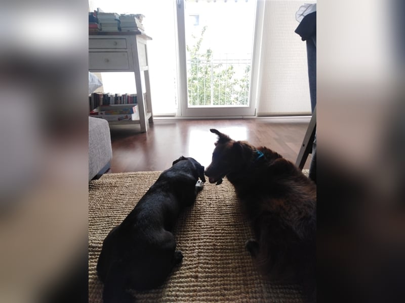 Toulo in 04317 Leipzig sucht Hundekenner