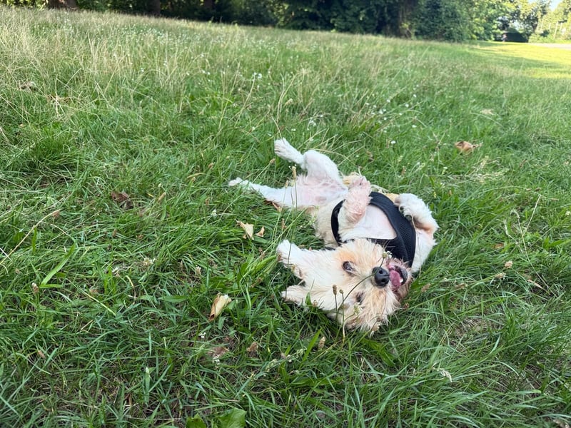 Susi - ein Sonnenschein sucht sein Zuhause!