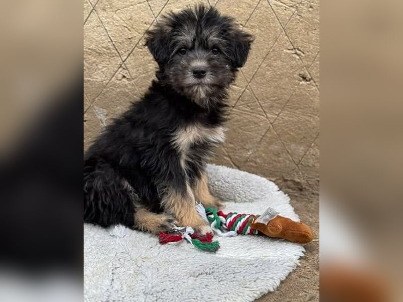 Tierschutz: Über Little Jonny – flauschiges Hundekind sucht Zuhause