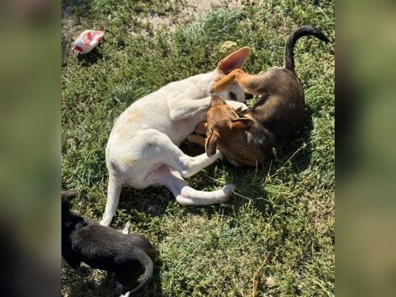 Fröhliches Hundekind Jessie - wurde einfach ausgesetzt