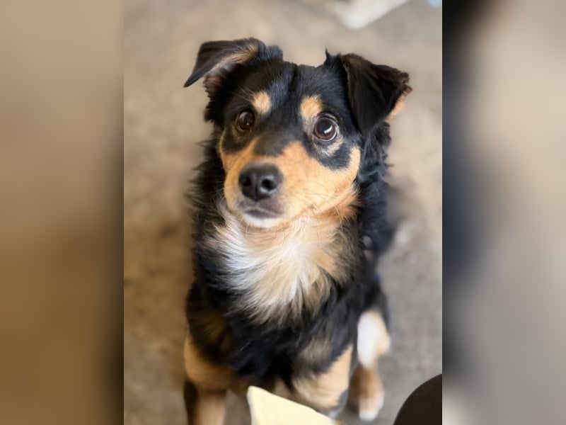 Dio, geb. ca. 01/2025, lebt in GRIECHENLAND, auf einer privaten Pflegestelle