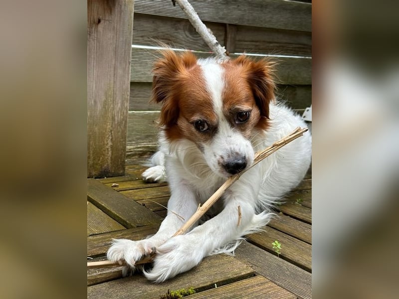 Simba - Trennungsopfer - braucht schnell neues Zuhause