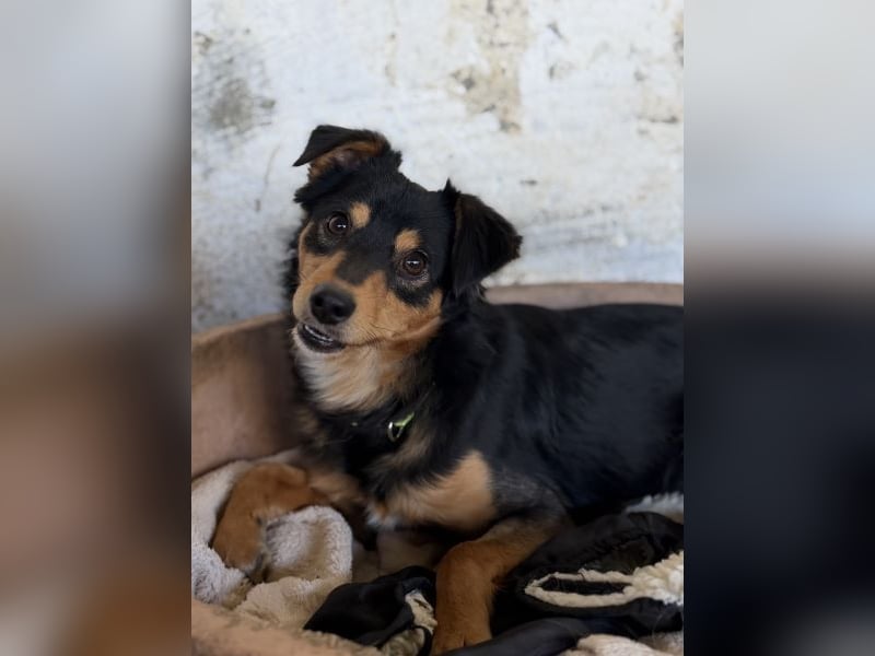 Dio, geb. ca. 01/2025, lebt in GRIECHENLAND, auf einer privaten Pflegestelle