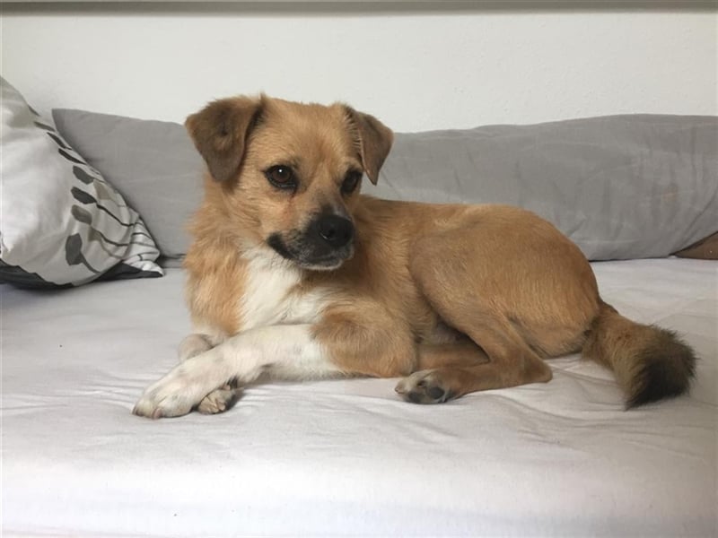 Charly in 67105 Schifferstadt sucht seine Familie