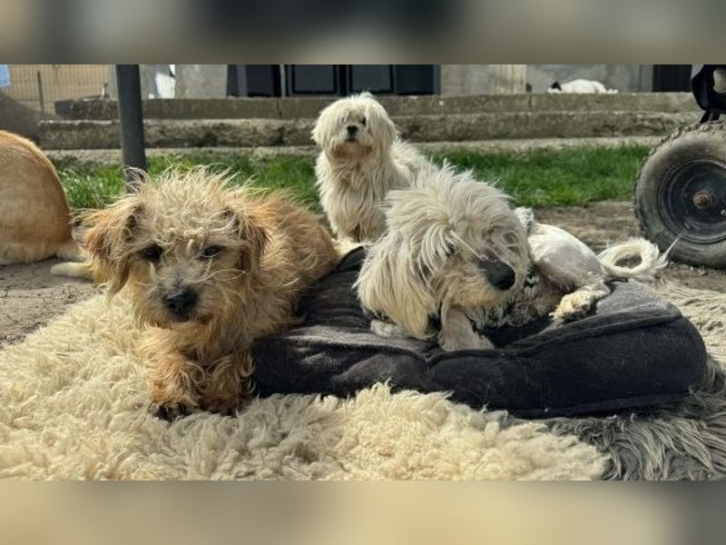 Kim & Klaus gibt’s nur im Doppelpack