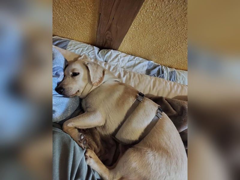 Minimann Eddi sucht seine Menschen