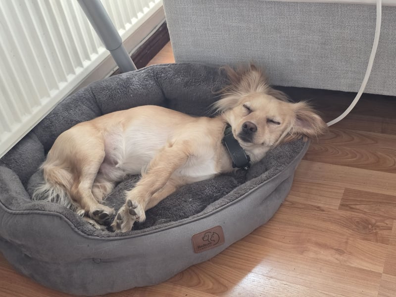 Kleiner Rüde MIO sucht ruhiges Zuhause!