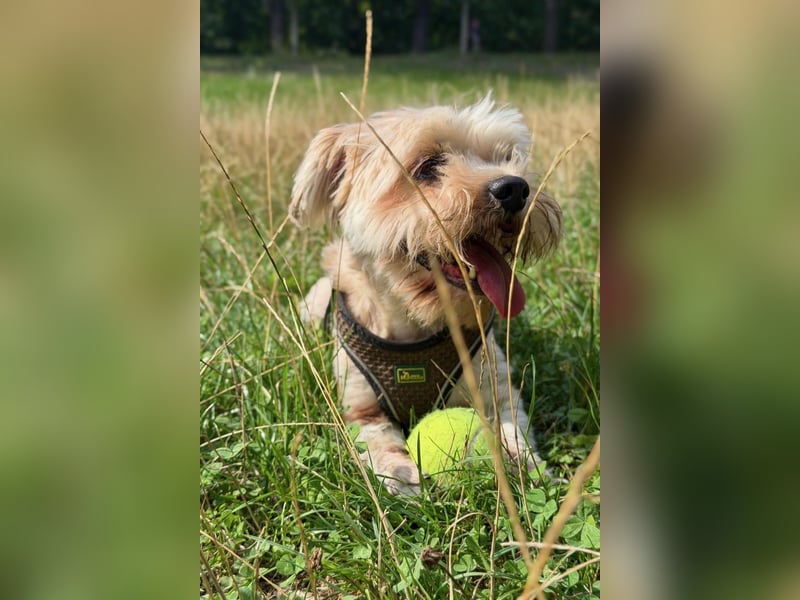 Susi - ein Sonnenschein sucht sein Zuhause!