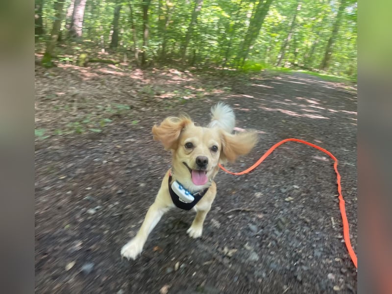 Kleiner Rüde MIO sucht ruhiges Zuhause!