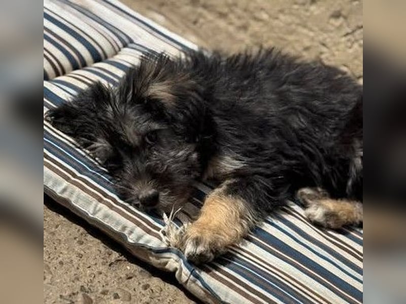 Tierschutz: Über Little Jonny – flauschiges Hundekind sucht Zuhause