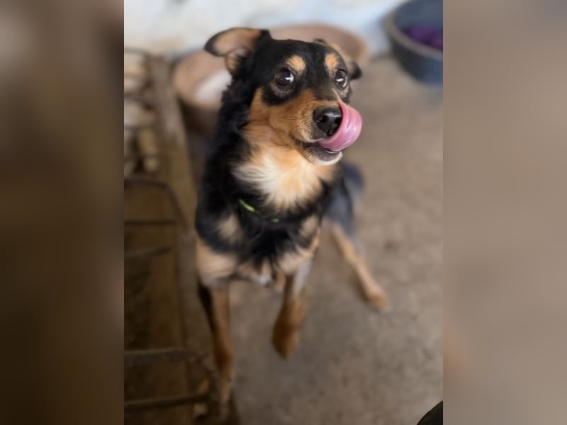 Dio, geb. ca. 01/2025, lebt in GRIECHENLAND, auf einer privaten Pflegestelle