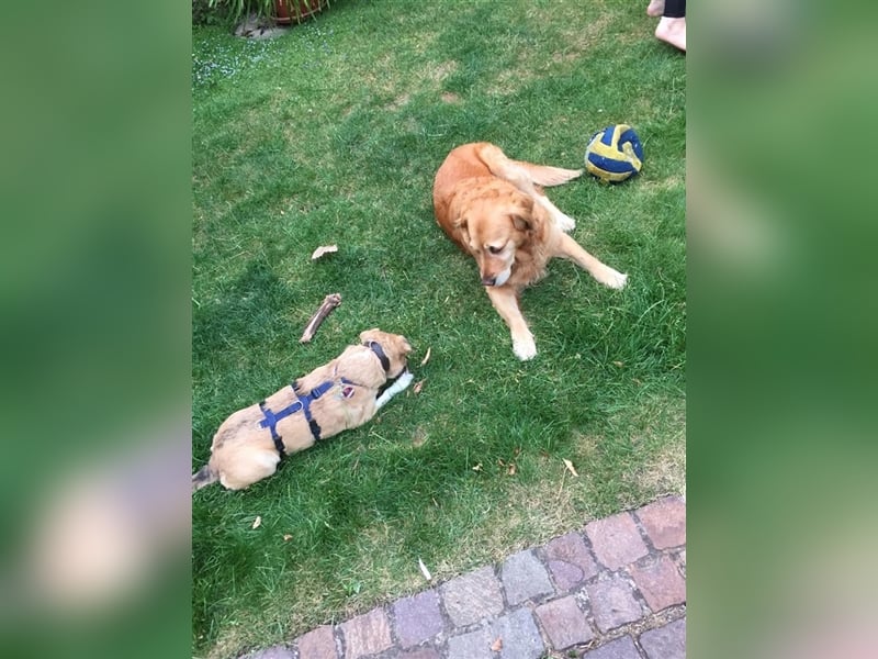 Charly in 67105 Schifferstadt sucht seine Familie