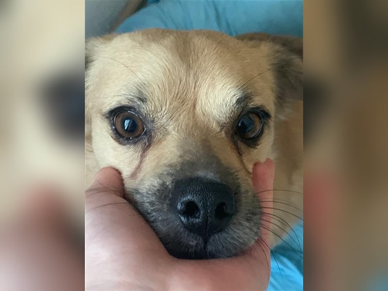 Charly in 67105 Schifferstadt sucht seine Familie