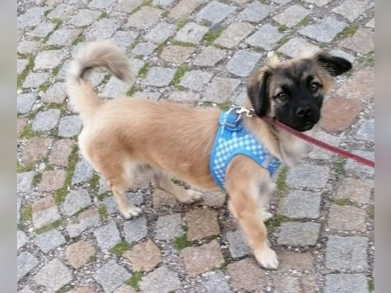 Kleiner Benny sucht neues Zuhause - sein Herrchen ist schwer krank