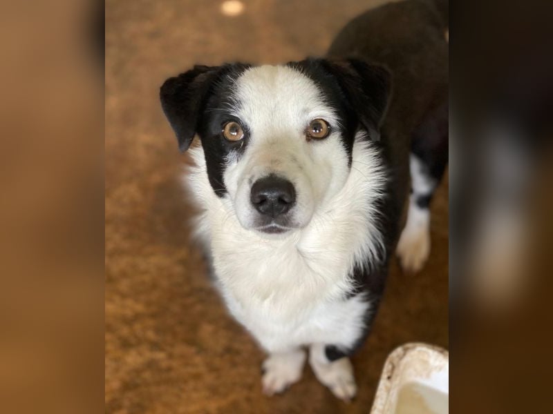 Coby, geb. ca. 04/2023, lebt in GRIECHENLAND, auf einer privaten Pflegestelle